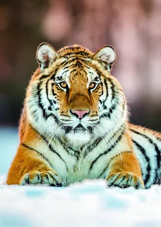 Siberian Tiger