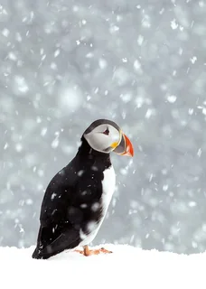 Puffin in the Snow