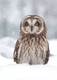 Short-eared Owl in the Snow