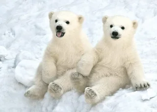 Playful Cubs