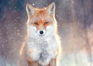 Majestic Fox