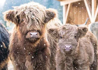 Highland Cows