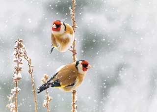 Goldfinches in Winter