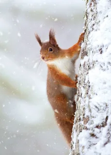 Playful Squirrel
