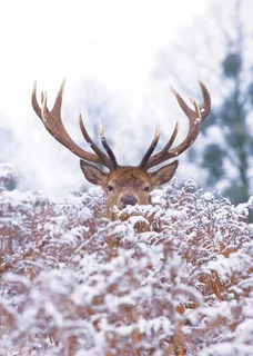Frosty Stag