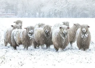 Snow Covered Sheep