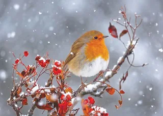 Robin Perched upon a Branch