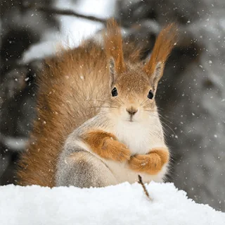 Red Squirrel in the Snow