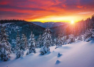 Sunset Through the Trees