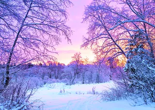 Sunset in the Forest