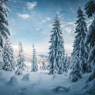 Winter Wonderland