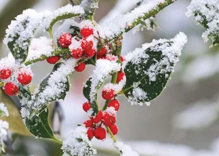 Festive Berries