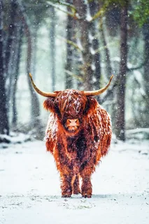 Scottish Highland Cow