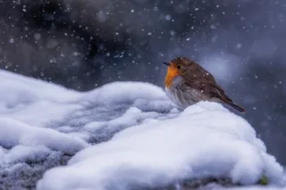 A Snowy Day