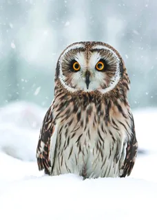 Short eared Owl in the Snow