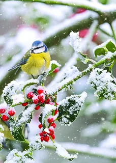 Wildlife Christmas Cards collection
